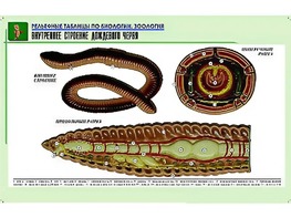 Рельефная таблица "Внутреннее строение дождевого червя" (формат А1, матовое ламинирование) - fgospostavki.ru - Тула