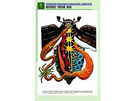 Рельефная таблица "Внутреннее строение жука" (формат А1, матовое ламинирование) - fgospostavki.ru - Тула