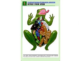 Рельефная таблица "Внутреннее строение лягушки" (формат А1, матовое ламинирование) - fgospostavki.ru - Тула