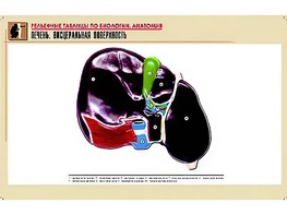 Рельефная таблица "Печень. Висцеральная поверхность" (формат А1, матовое ламинирование) - fgospostavki.ru - Тула