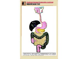 Рельефная таблица "Пищеварительный тракт" (формат А1, матовое ламинирование) - fgospostavki.ru - Тула