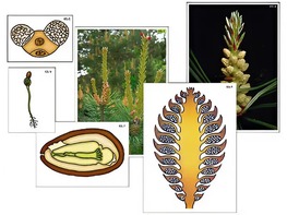 Модель-аппликация "Размножение сосны" (ламинированная) - fgospostavki.ru - Тула