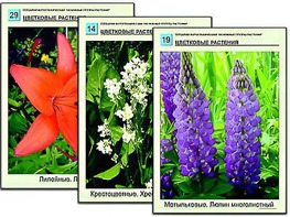 Гербарий фотографический "Основные группы растений" - fgospostavki.ru - Тула