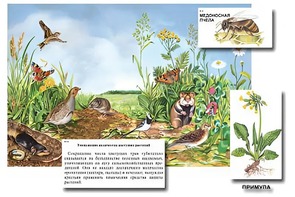Магнитный плакат-аппликация "Луг: биоразнообразие и взаимосвязи в сообществе" - fgospostavki.ru - Тула
