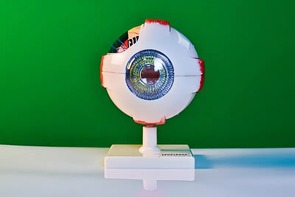 Модель глаза - fgospostavki.ru - Тула