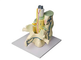 Модель части позвоночника человека - fgospostavki.ru - Тула