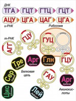 Модель-аппликация Биосинтез белка - fgospostavki.ru - Тула