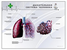 Стенд "Дыхательная система человека" - fgospostavki.ru - Тула