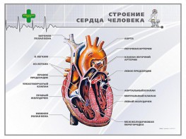 Стенд "Строение сердца человека" - fgospostavki.ru - Тула