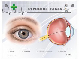 Интерактивный стенд "Строение глаза" - fgospostavki.ru - Тула