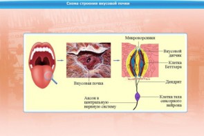 Интерактивные курсы. Биология 10 класс. Базовый. - fgospostavki.ru - Тула