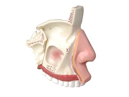 Модель носа в разрезе - fgospostavki.ru - Тула