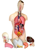 Торс человека разборный (42 см.) - fgospostavki.ru - Тула