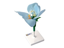 Модель цветка гороха - fgospostavki.ru - Тула