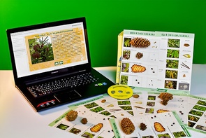 Коллекция натурально-интерактивная "Шишки, плоды, семена деревьев и кустарников" - fgospostavki.ru - Тула