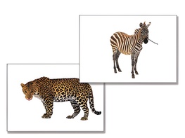 Дидактическое пособие "Дикие животные" - fgospostavki.ru - Тула