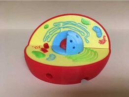 Модель растительной клетки - fgospostavki.ru - Тула