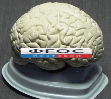 Модель "Мозг в разрезе" (белый) - fgospostavki.ru - Тула