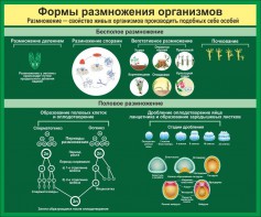 Стенд "Формы размножения организмов" - fgospostavki.ru - Тула
