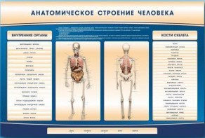 Электрифицированный стенд-тренажер c макетом скелета "Анатомическое строение человека" - fgospostavki.ru - Тула