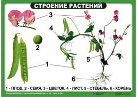 Комплект таблиц "Ознакомление с окружающим миром 1-4 класс" - fgospostavki.ru - Тула