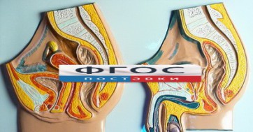Модель барельефная "Таз мужской и таз женский" - fgospostavki.ru - Тула