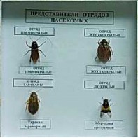 Коллекция энтомологическая "Представители отряда насекомых" - fgospostavki.ru - Тула