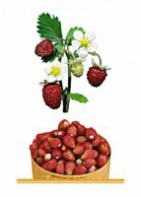 Комплект карточек "Запоминай, играй, считай" - Ягоды - fgospostavki.ru - Тула