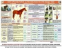Комплект плакатов "Служебное коневодство" - fgospostavki.ru - Тула