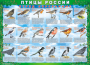 Комплект таблиц "Птицы России (4 листа)" (100х140 сантиметров, винил) - fgospostavki.ru - Тула