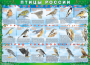 Комплект таблиц "Птицы России (4 листа)" (100х140 сантиметров, винил) - fgospostavki.ru - Тула