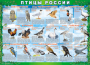 Комплект таблиц "Птицы России (4 листа)" (100х140 сантиметров, винил) - fgospostavki.ru - Тула