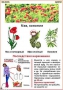 Комплект кодотранспарантов "Ядовитые растения" - fgospostavki.ru - Тула