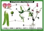 Комплект таблиц "Ознакомление с окружающим миром 1-4 класс" - fgospostavki.ru - Тула